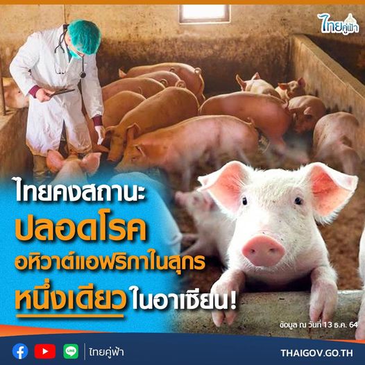 ไทยคงสถานะปลอดโรคอหิวาต์แอฟริกาในสุกร หนึ่งเดียวในอาเซียน!